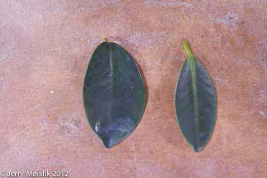 Leaves compared